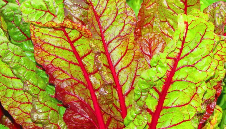 Swiss-Chard